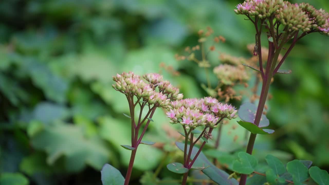 蜜蜂在紫色马利筋上飞翔视频素材