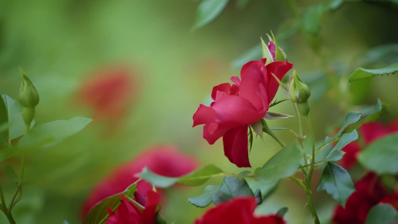 红色玫瑰花朵的特写视频素材