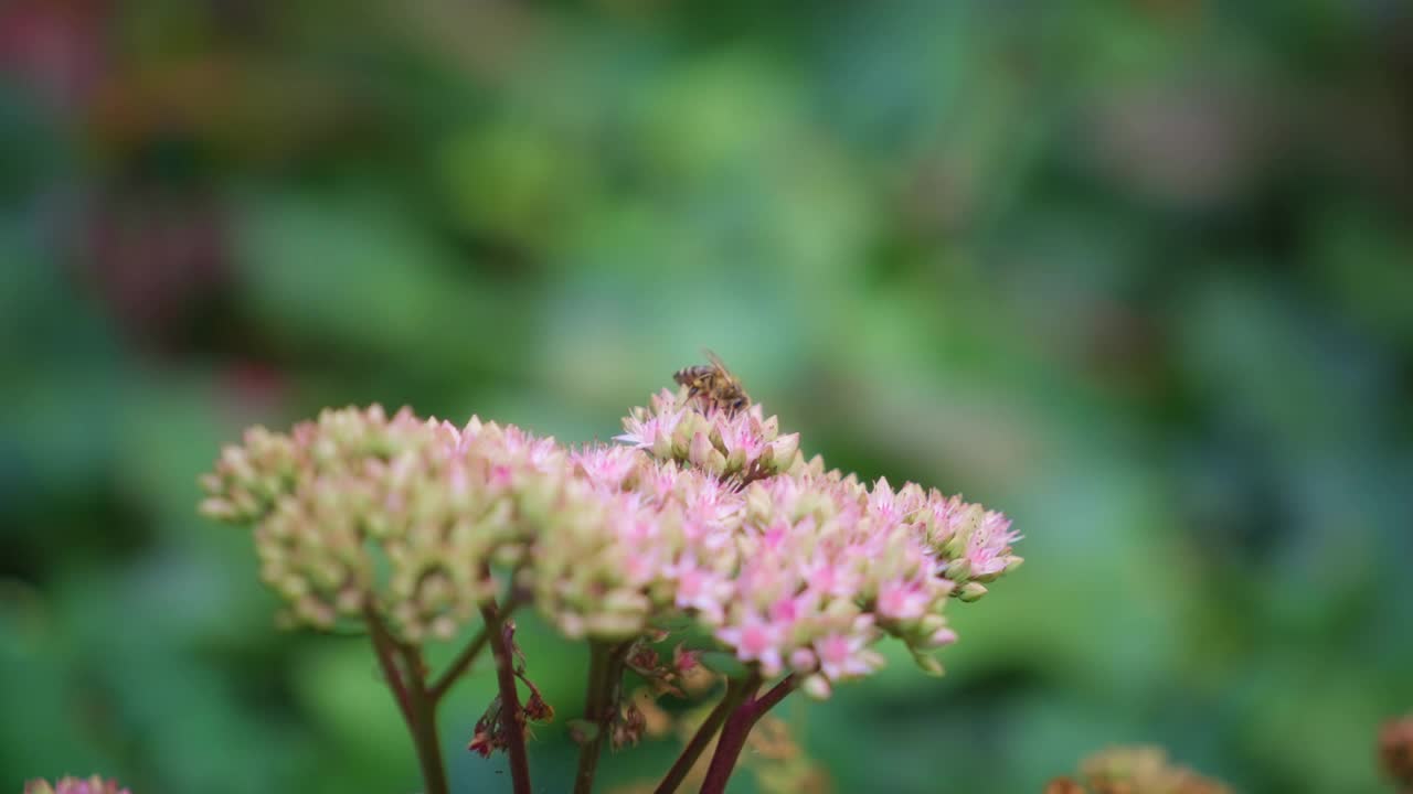 蜜蜂在马利筋花上的特写镜头视频素材