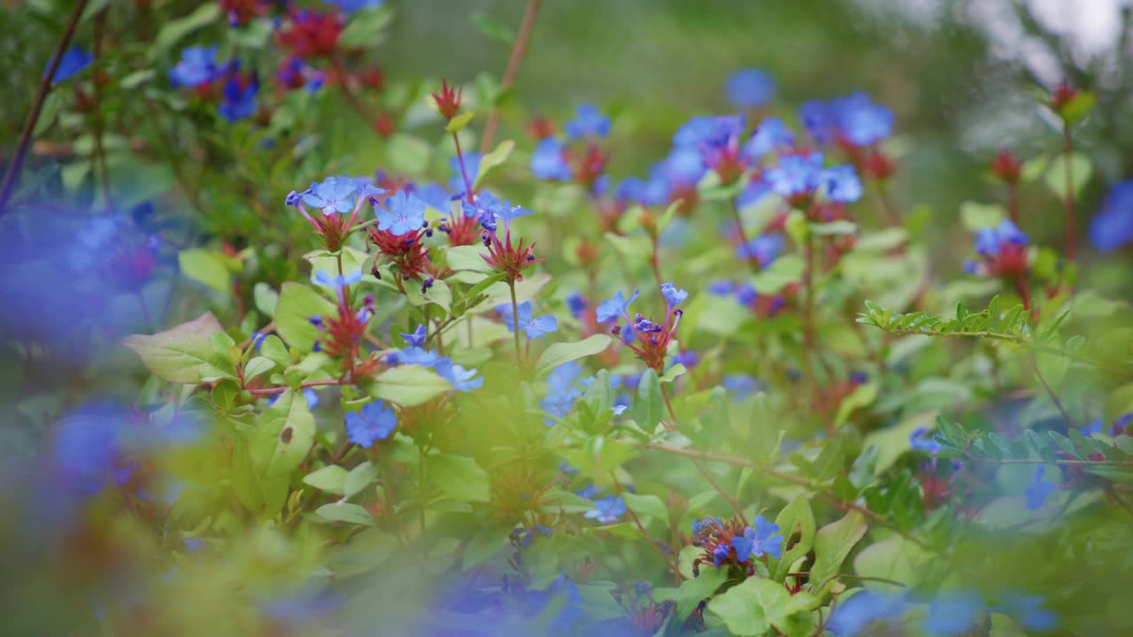 蓝色的花朵在风中摇曳视频素材