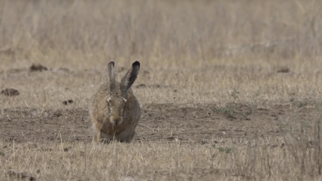 欧洲野兔(Lepus europaeus)，也称为棕色野兔，产于俄罗斯视频素材