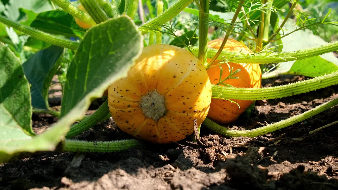 在花园里种南瓜。花园里长着橙色的南瓜。秋季10月视频素材