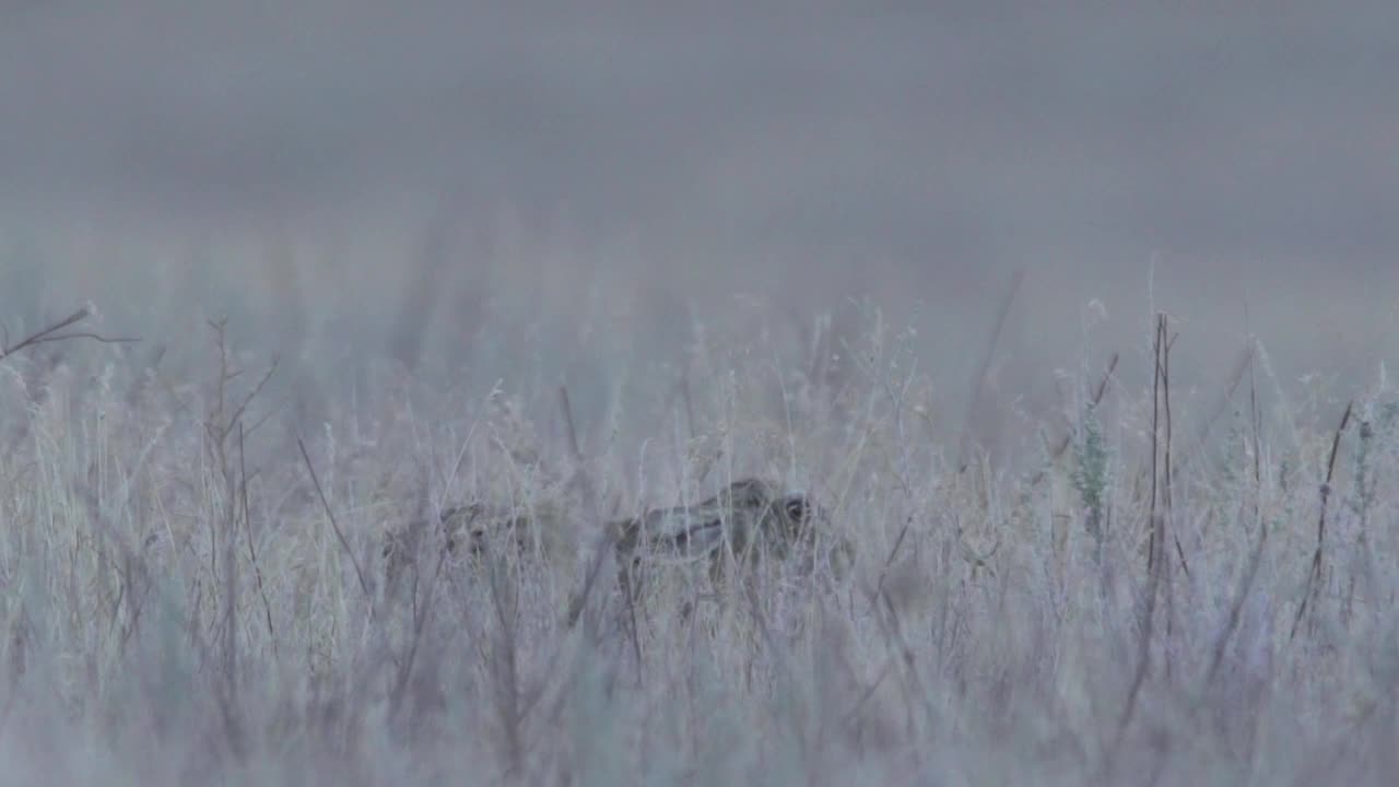 欧洲野兔(Lepus europaeus)，也称为棕色野兔，产于俄罗斯视频素材