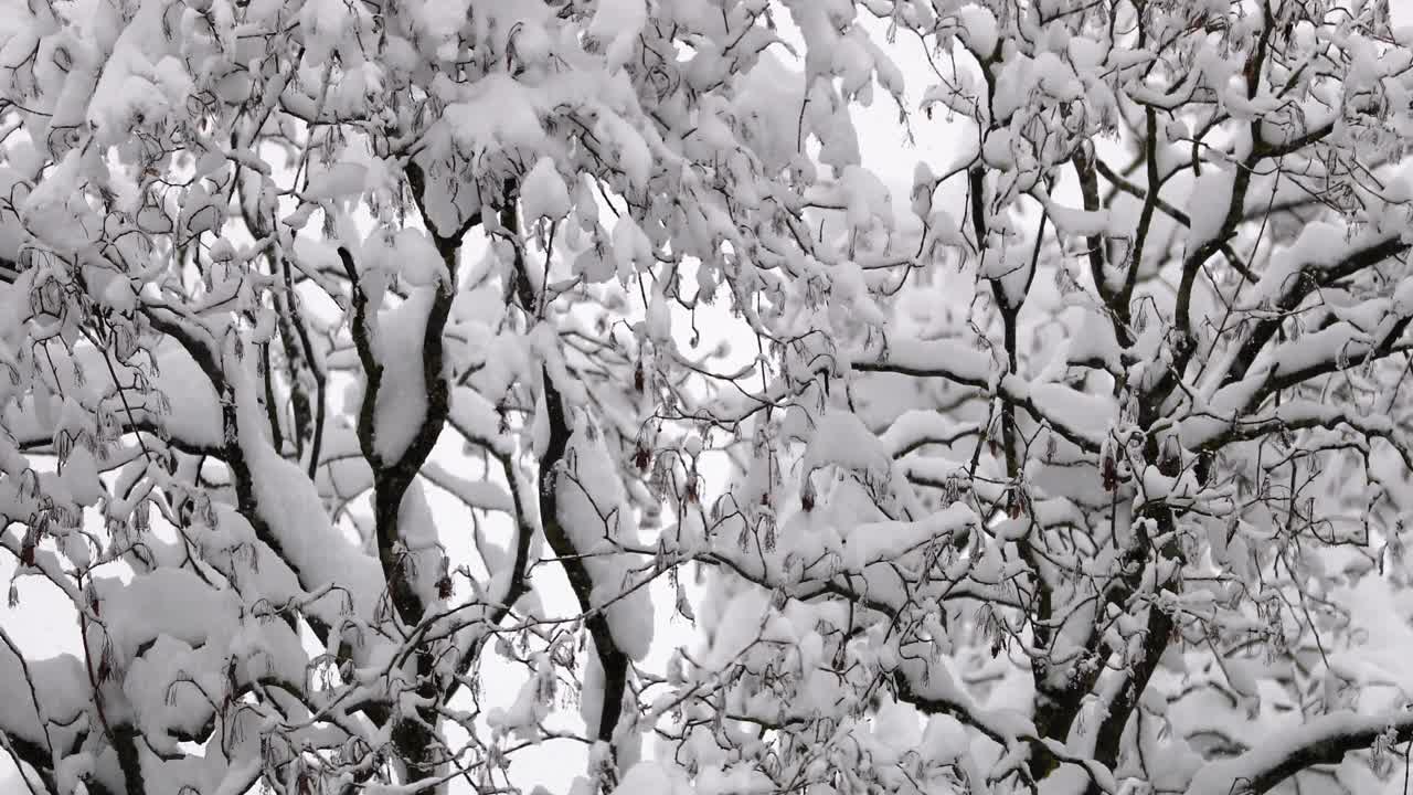 连续大雪期间被雪覆盖的树木的中等镜头视频下载