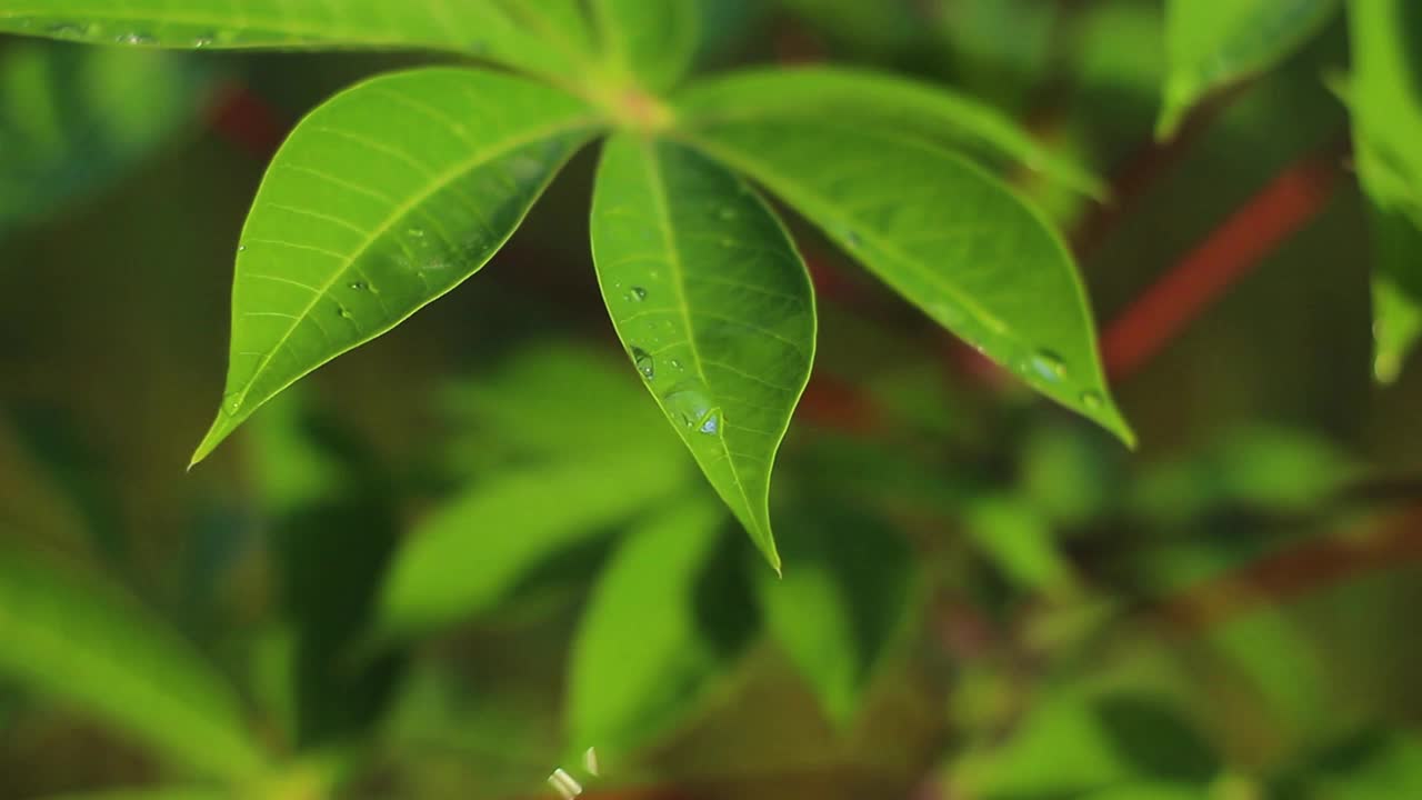 空心菜视频素材