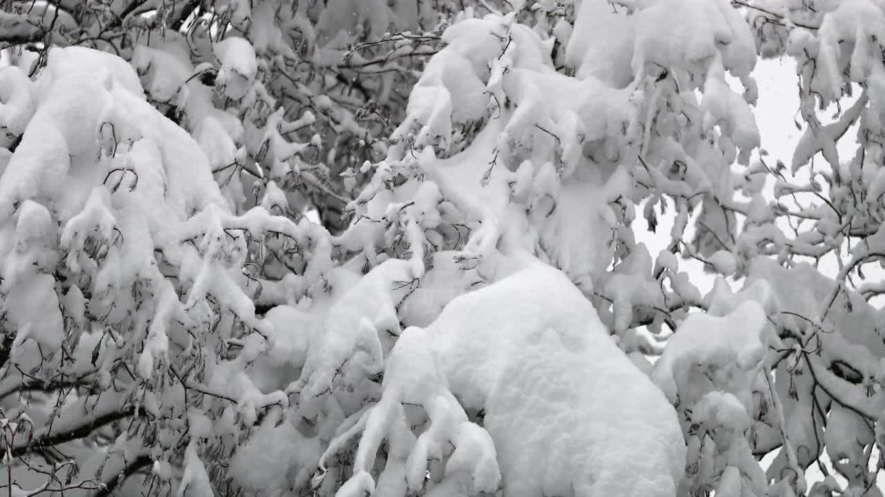 连续大雪期间被雪覆盖的树木的中等镜头视频素材