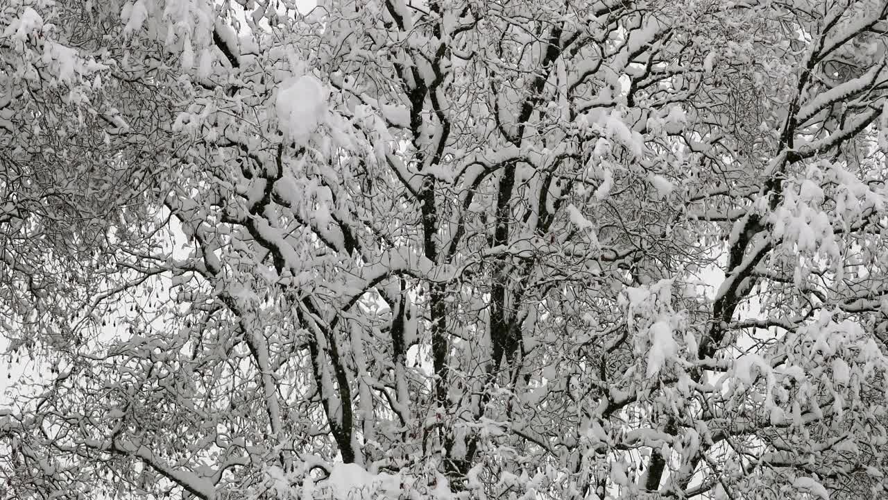 连续大雪期间被雪覆盖的树木的中等镜头视频下载