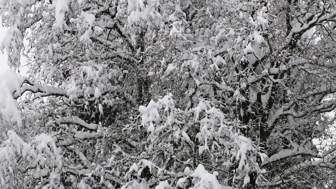 连续大雪期间被雪覆盖的树木的中等镜头视频素材