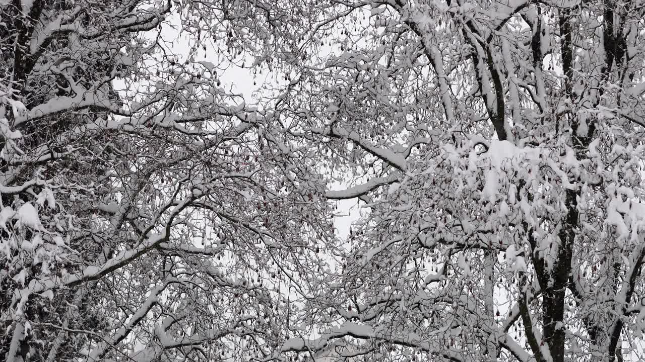 连续大雪期间被雪覆盖的树木的中等镜头视频下载