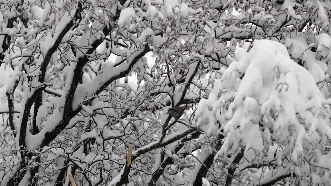 大雪期间，一只欧亚领鸽高高地坐在树上视频下载