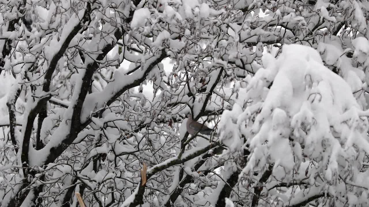 大雪期间，一只欧亚领鸽高高地坐在树上视频下载