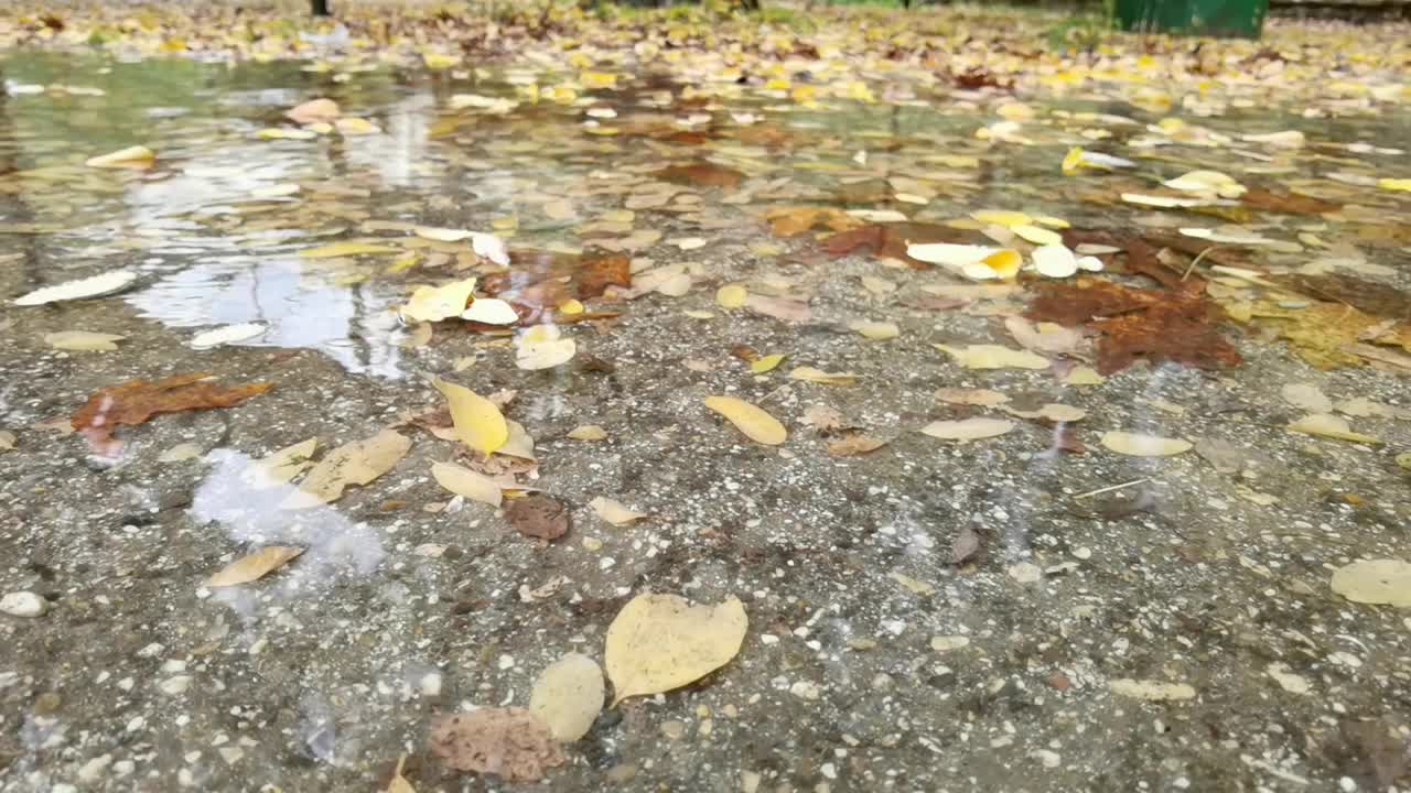 秋雨绵绵，黄叶落在水面上视频素材