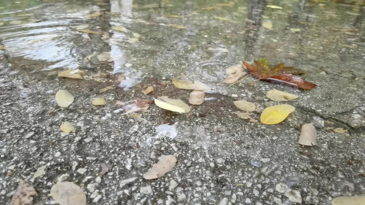 秋雨绵绵，黄叶落在水面上视频素材