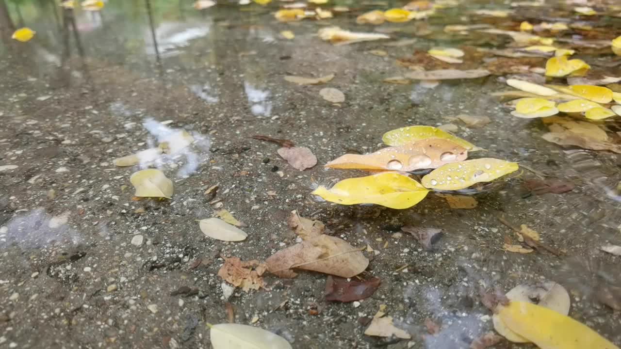 秋天的雨下得黄黄的叶子落在水面上视频素材