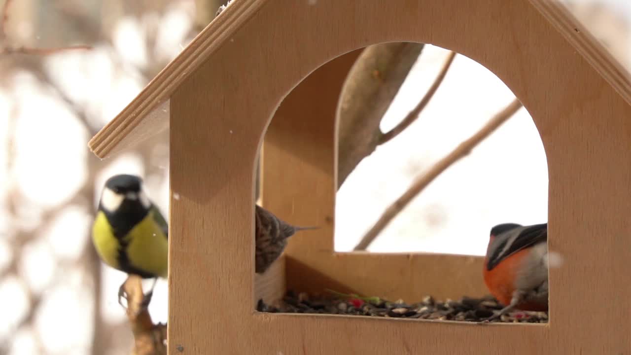 冬天的鸟在喂食器里吃葵花籽。雄性红灰雀坐在喂食器上，以葵花籽为食。冬季照顾鸟类的概念。视频素材