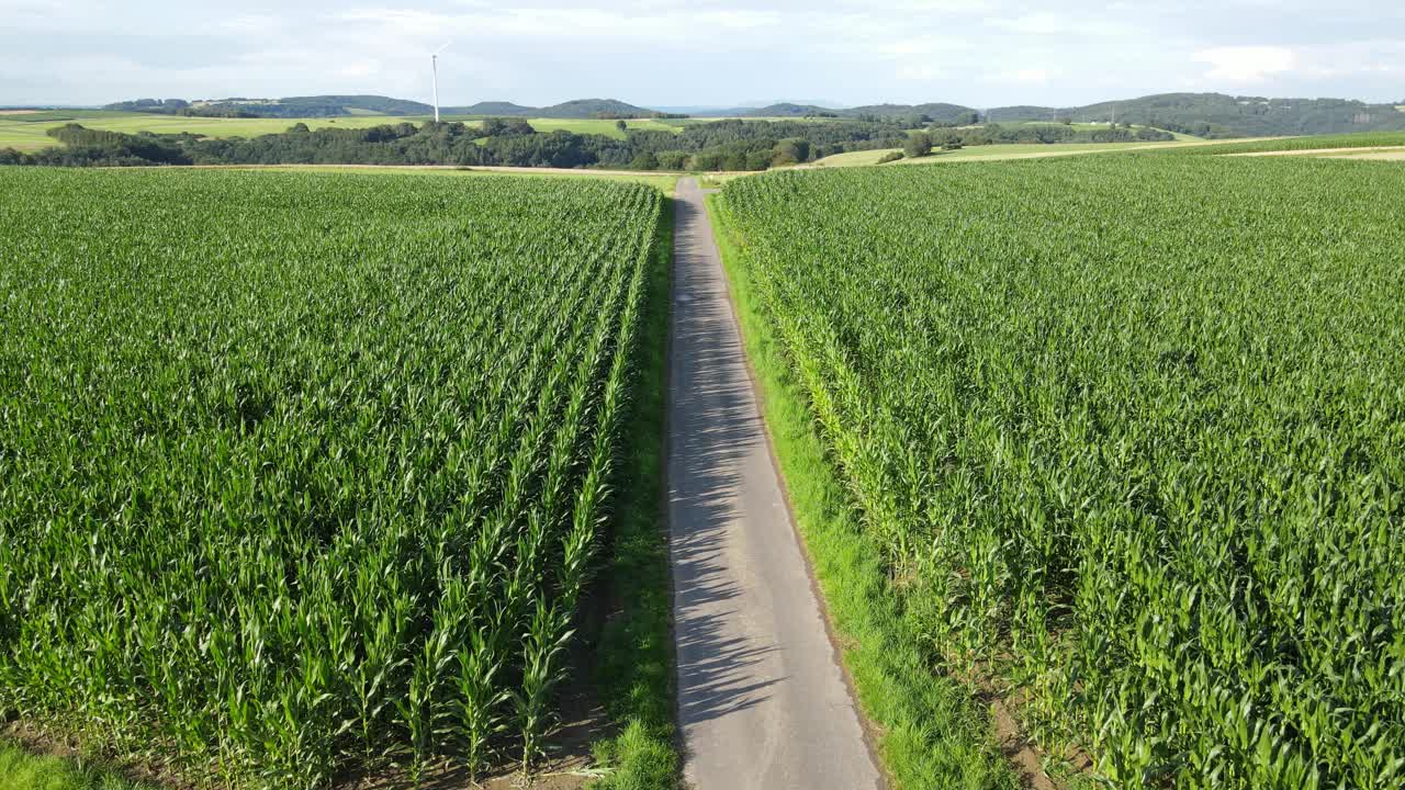 无人机飞过路边玉米地的柏油乡村公路视频素材