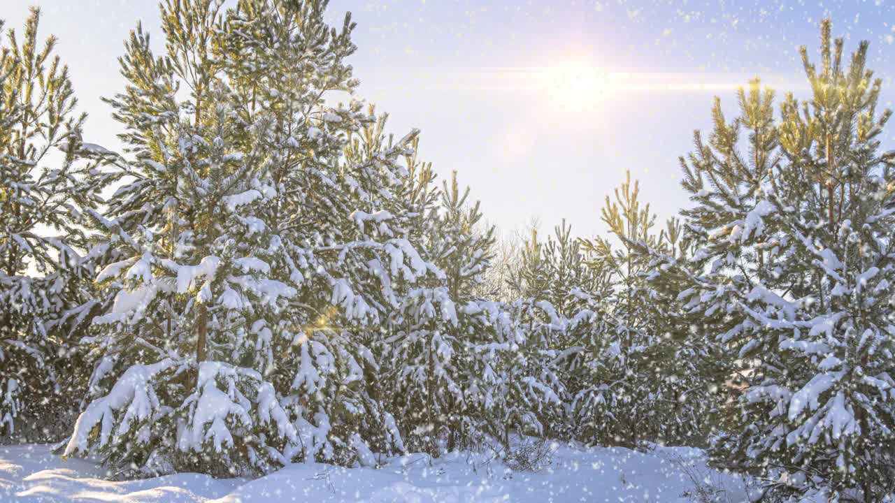 美丽的冬天的风景。阳光明媚的早晨。云杉树枝在雪地里。冬天森林里的雪。视频素材