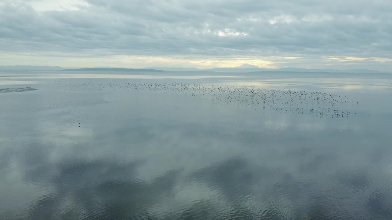 大量海鸟飞过海岸视频素材