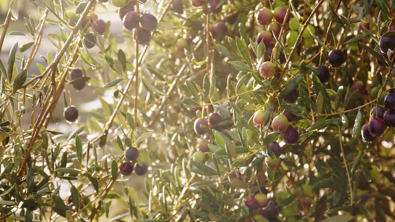 树枝上的橄榄。橄榄树视频素材