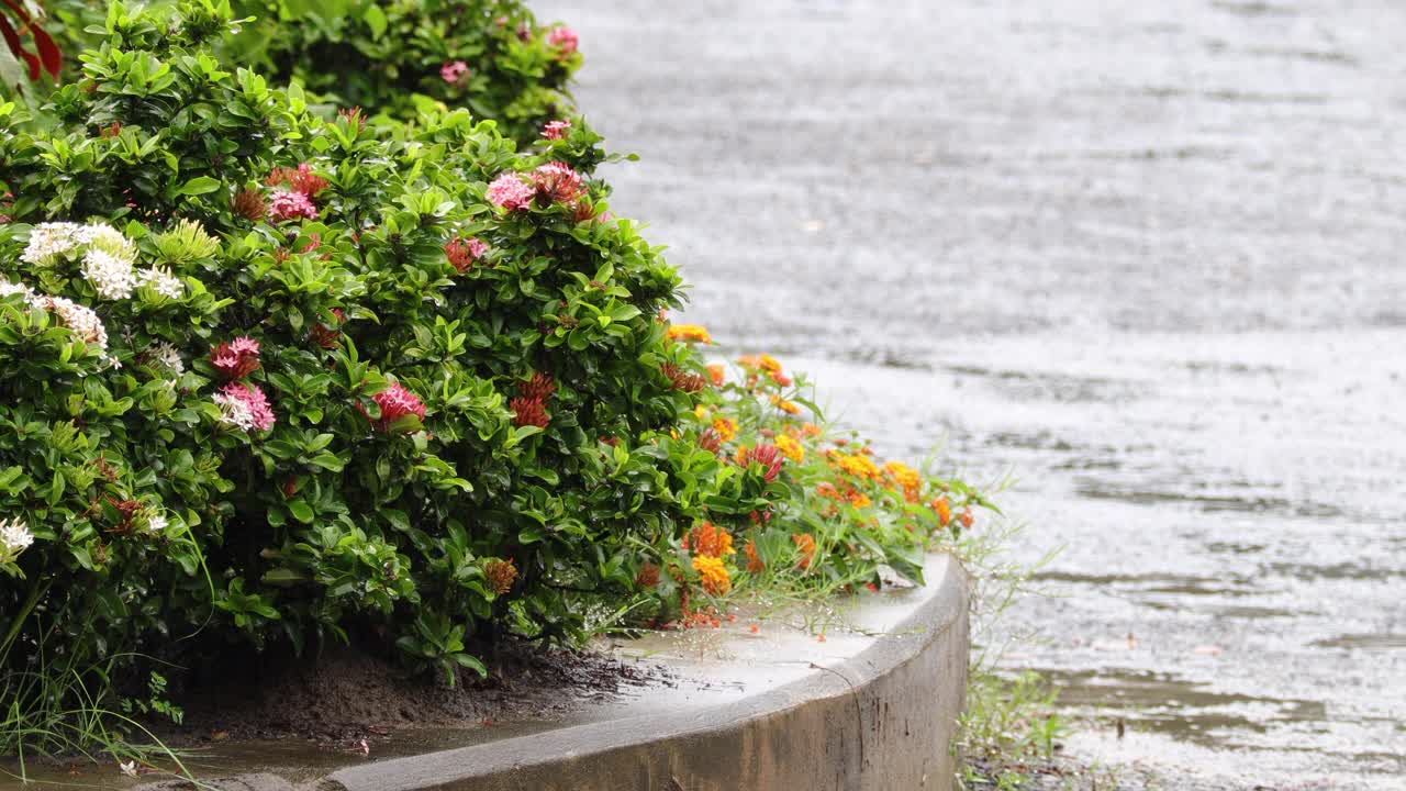 特写雨中的花朵。夏天的花的背景上的绿叶和虚线的雨喷射在背景。自然背景。概念享受放松的自然。视频素材