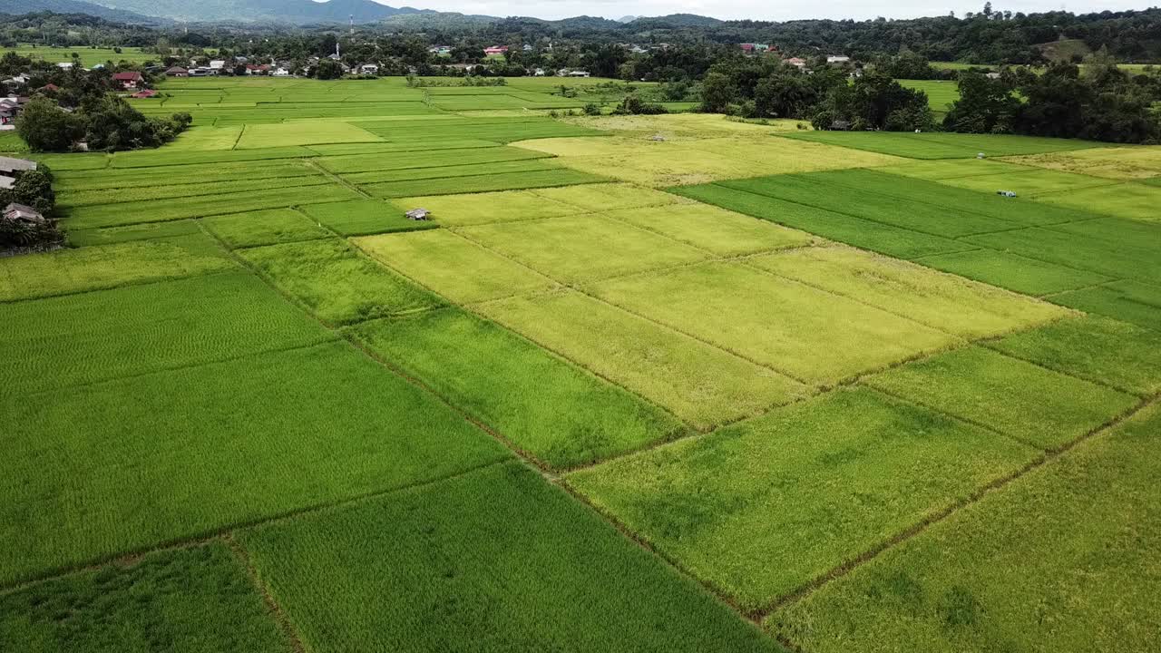 泰国清莱省郊区的稻田。视频素材