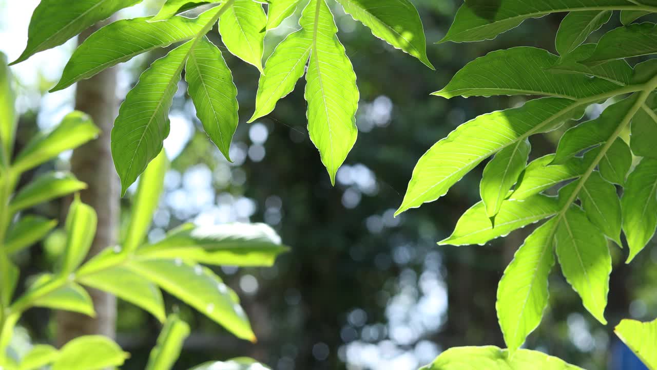 森林中的魔芋，魔芋的树干，视频下载