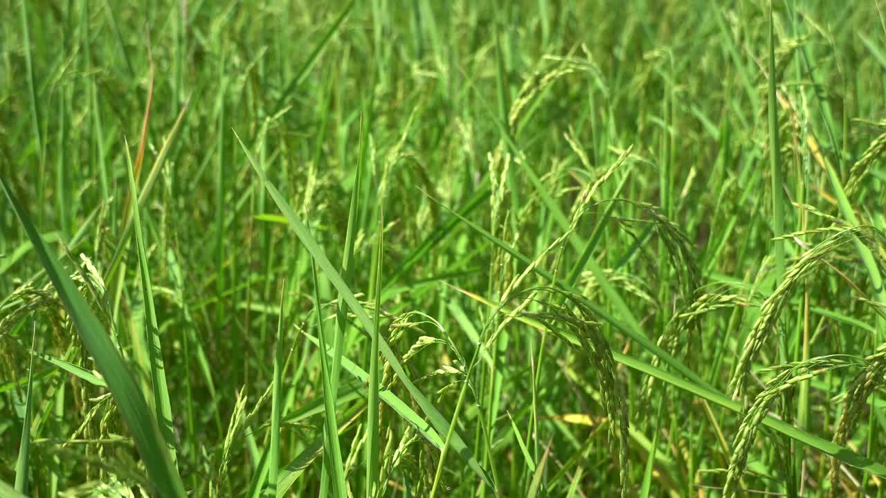 稻米农场食品有机。视频素材