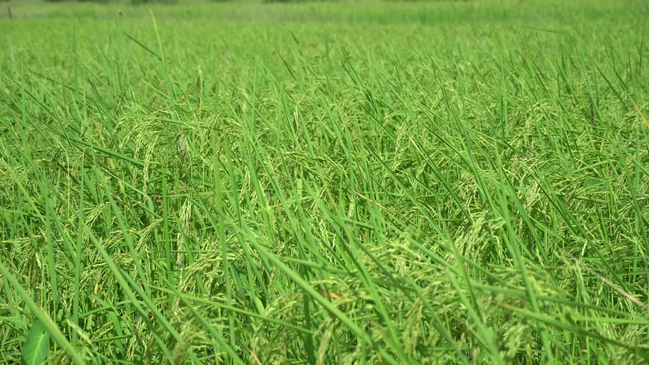 稻米农场食品有机。视频素材