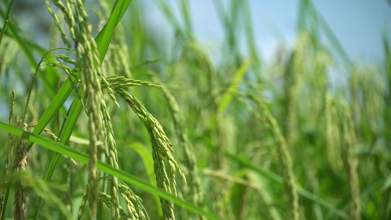 稻米农场食品有机。视频素材