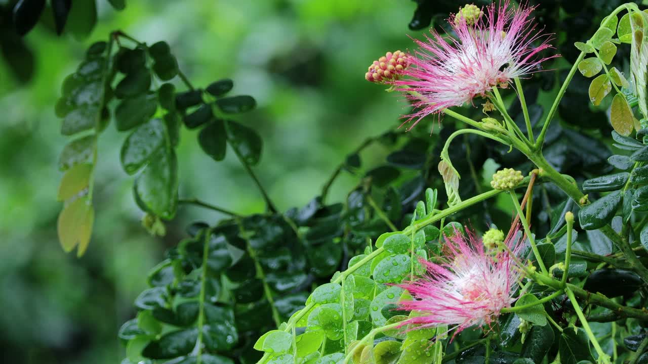 特写雨中的花朵。夏天的花的背景上的绿叶和虚线的雨喷射在背景。自然背景。概念享受放松的自然。视频素材