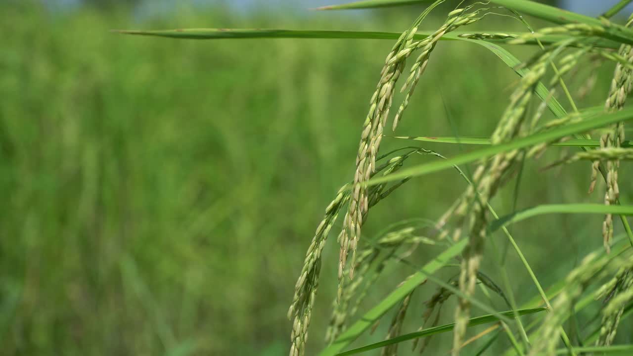 稻米农场食品有机。视频素材