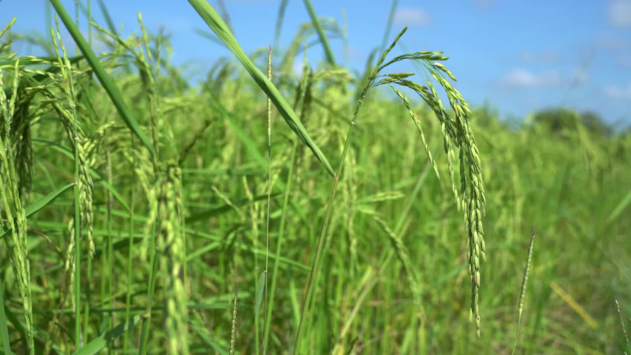 稻米农场食品有机。视频素材