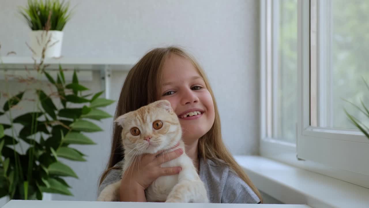 微笑的女孩和毛茸茸的猫在室内。可爱的红色苏格兰折猫在一个孩子的手中。孩子高兴地拥抱和抚摸她心爱的猫。孩子们对猫和其他宠物的爱视频素材