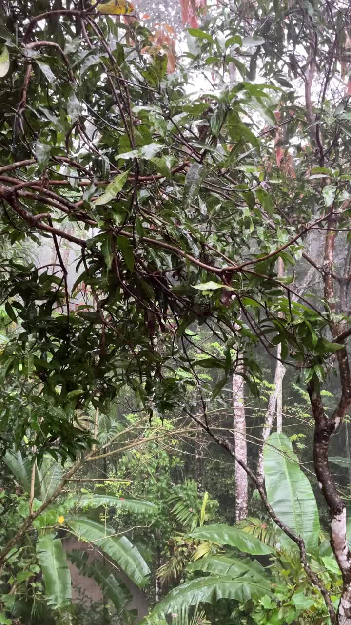 热带地区下大雨视频素材