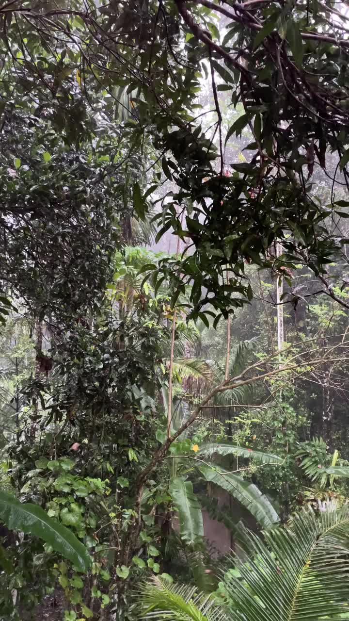 热带地区下大雨视频素材