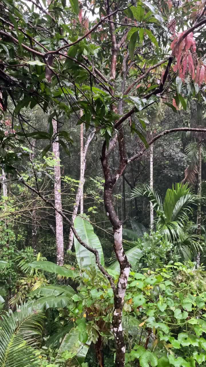 热带地区下大雨视频素材