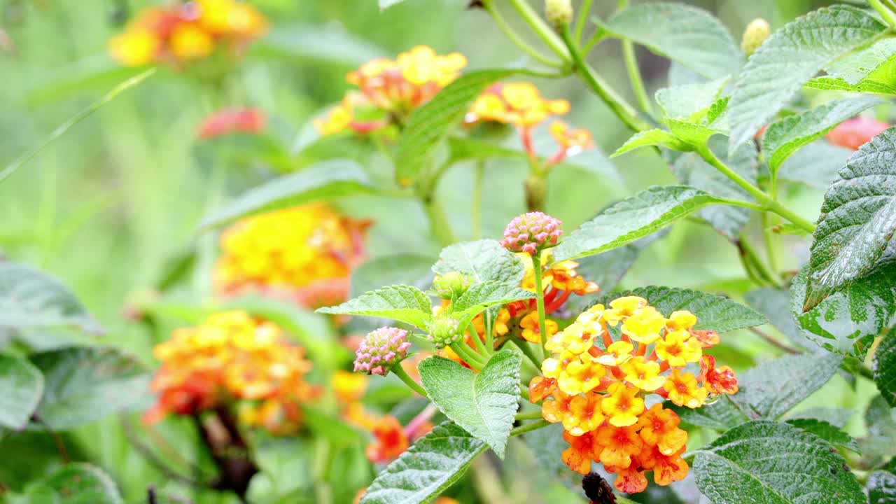 特写雨中的花朵。夏天的花的背景上的绿叶和虚线的雨喷射在背景。自然背景。概念享受放松的自然。视频素材