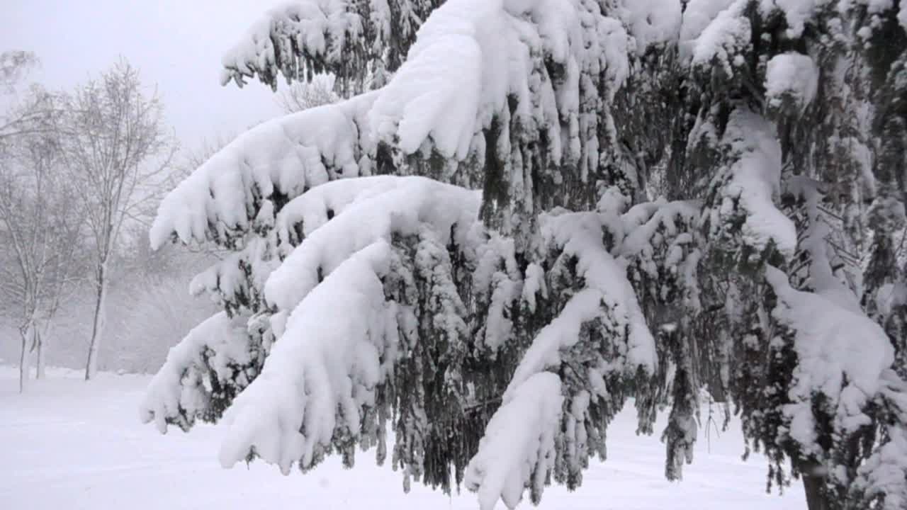 冷杉树在雪堆与飞行的雪花在慢动作。视频素材