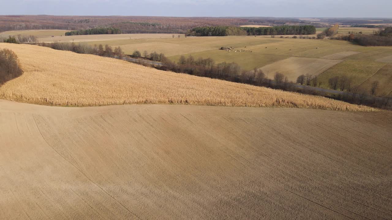 无人机视野飞过乡村道路，田野和放牧的牛群。农场或农业概念。4 k分辨率的视频。视频素材
