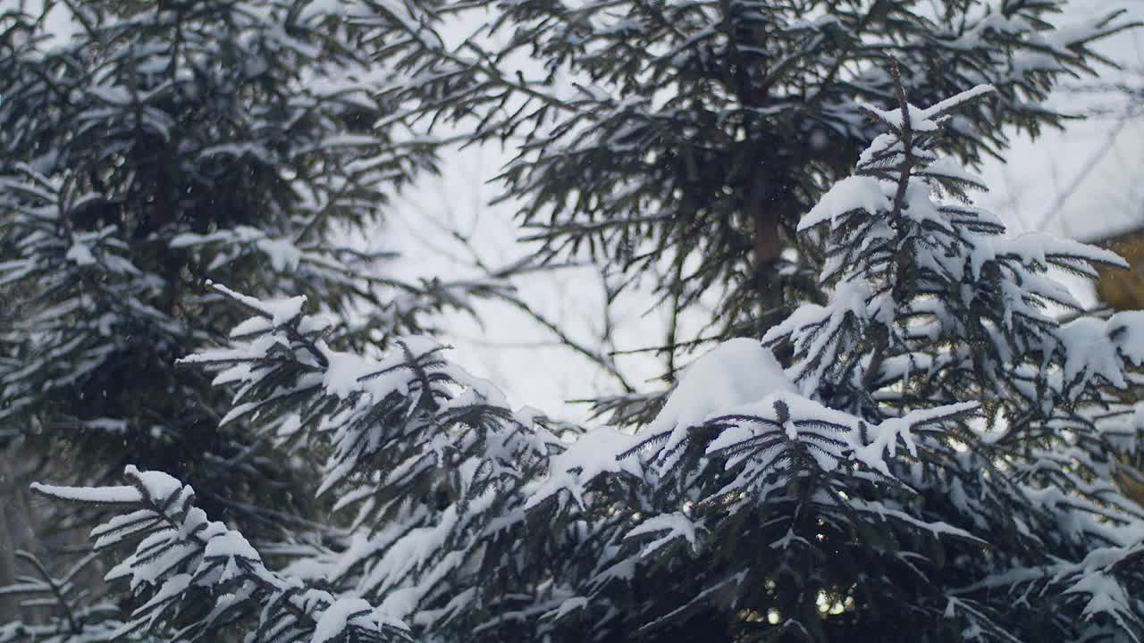 冬天的松林，白雪覆盖的树枝在阴天的圣诞树。视频下载