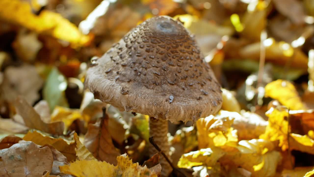 森林里黄色落叶里的毒蘑菇。视频素材