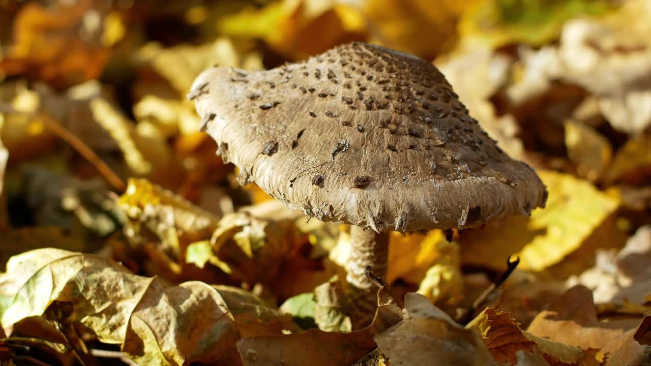 森林里黄色落叶里的毒蘑菇。视频素材