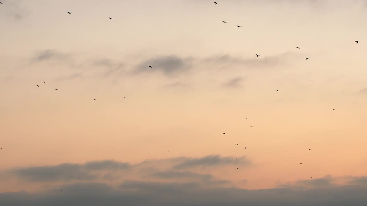 一大群黑鸟在天空中飞翔。视频素材