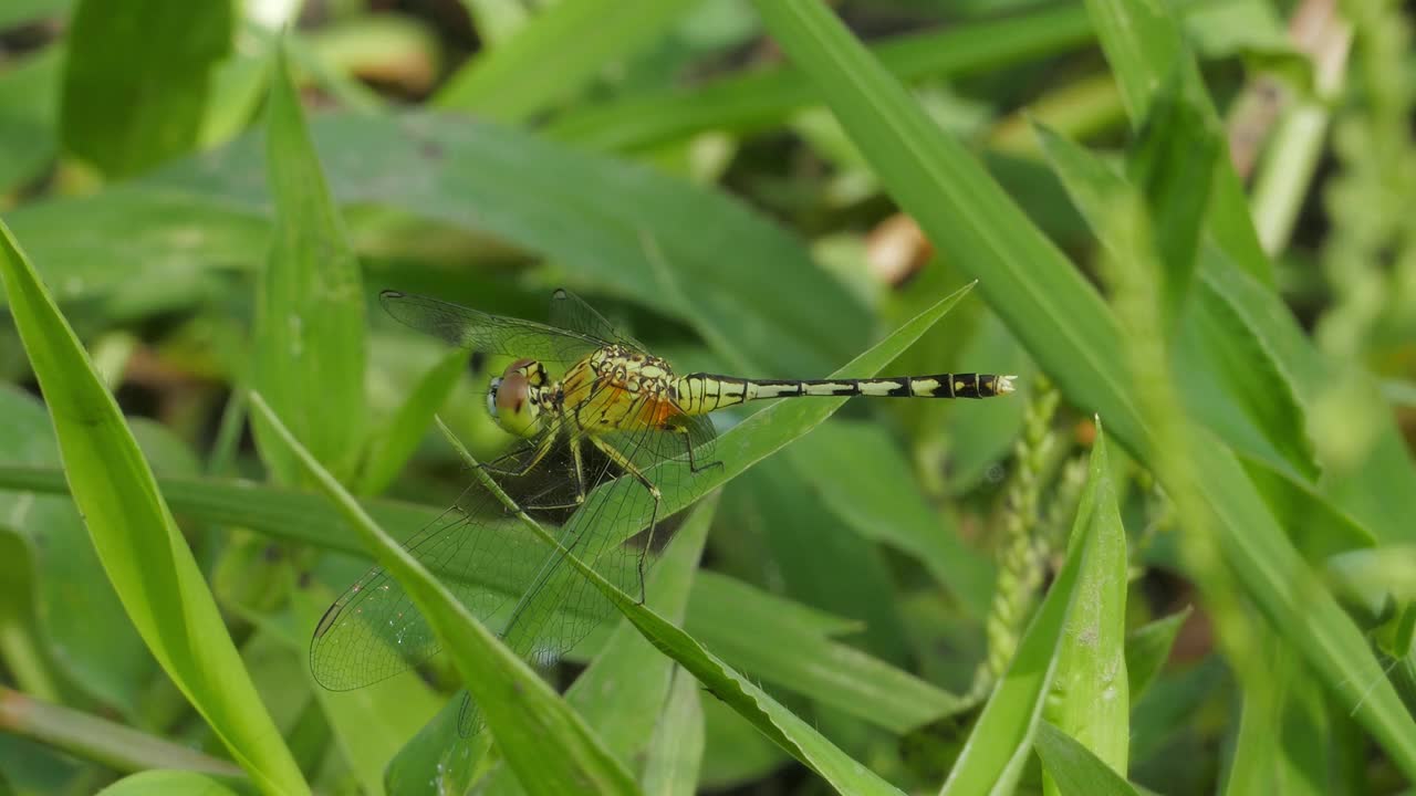 Dagonfly湿地。视频素材