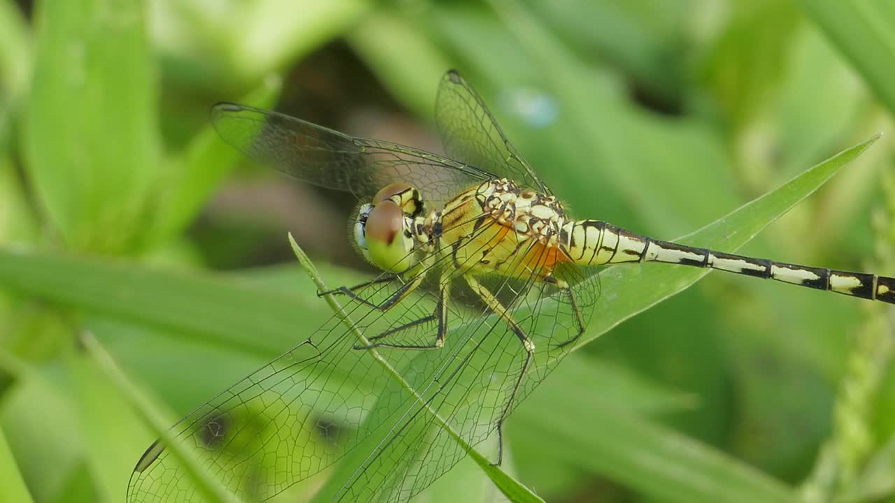 Dagonfly湿地。视频素材