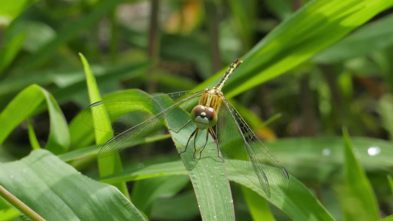 Dagonfly湿地。视频素材