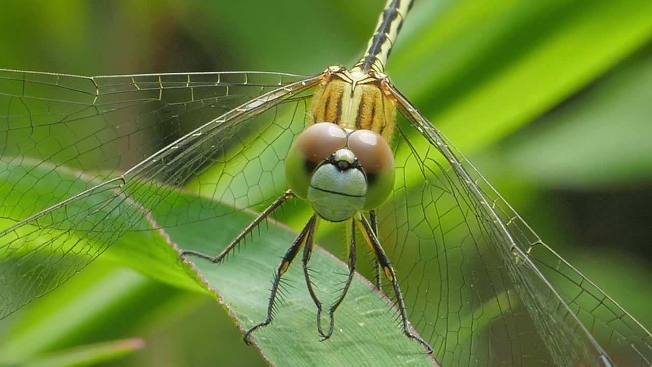 Dagonfly湿地。视频素材