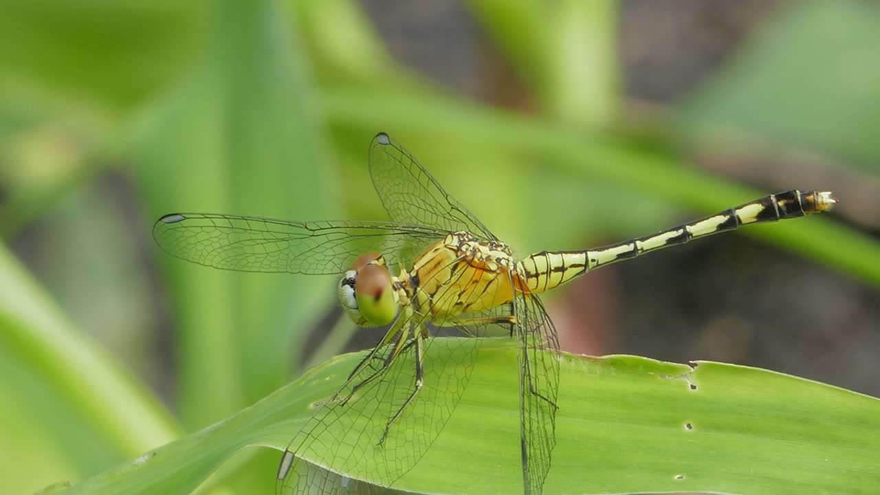 Dagonfly湿地。视频素材