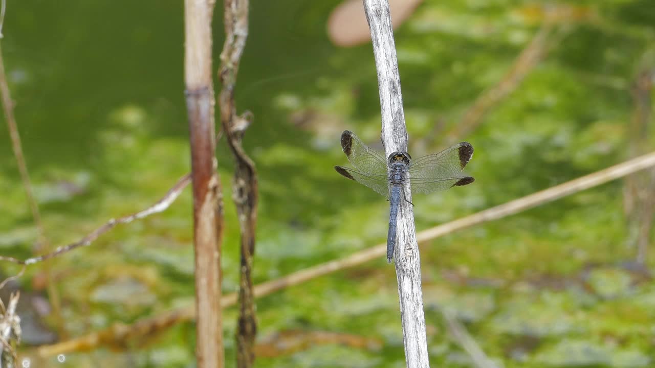 Dagonfly湿地。视频素材