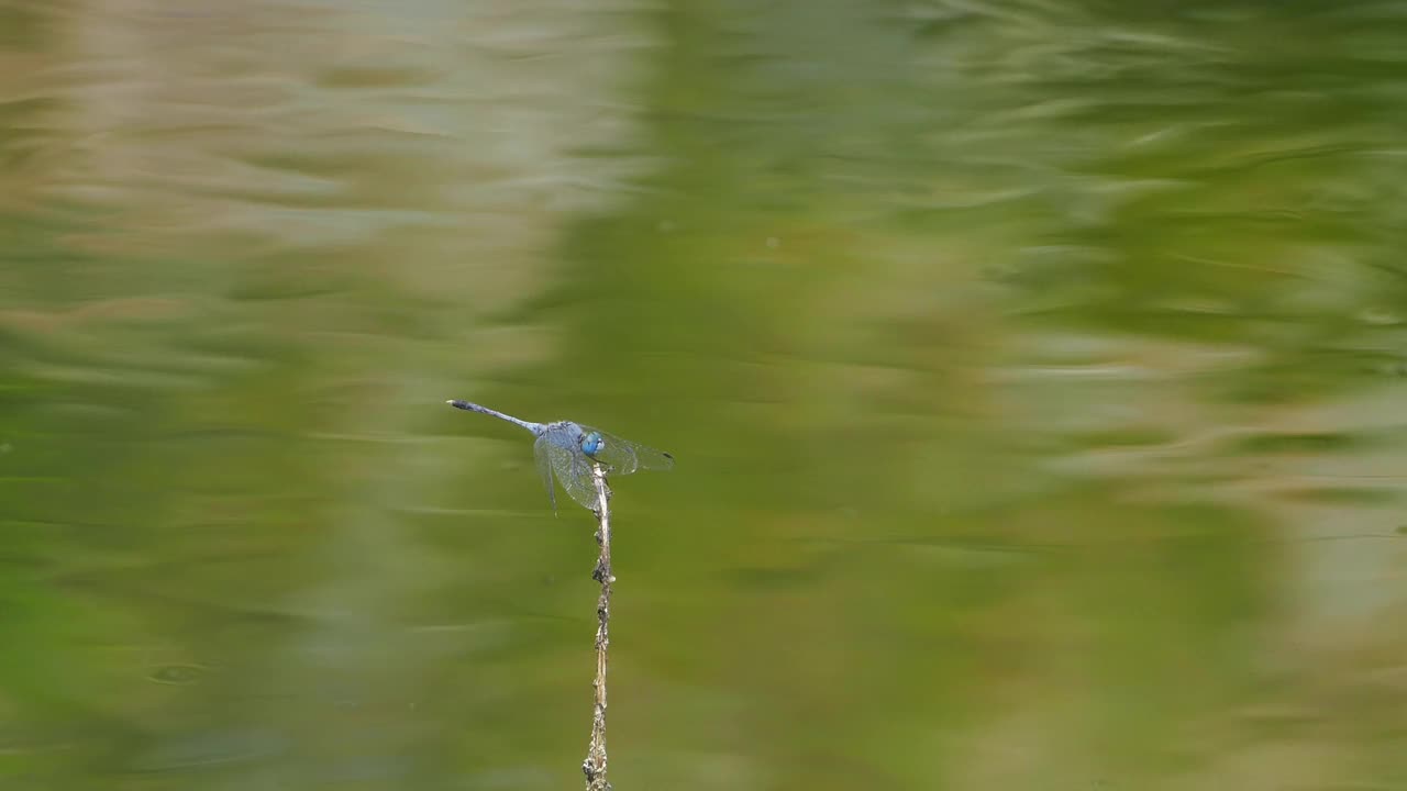 Dagonfly湿地。视频素材